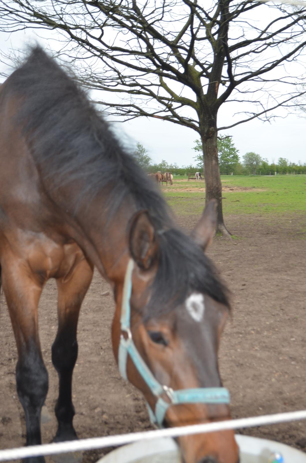 Dansk Varmblod Don Lucifer Di Maltractare billede 14