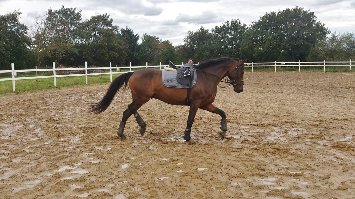 Dansk Varmblod Don Lucifer Di Maltractare billede 15