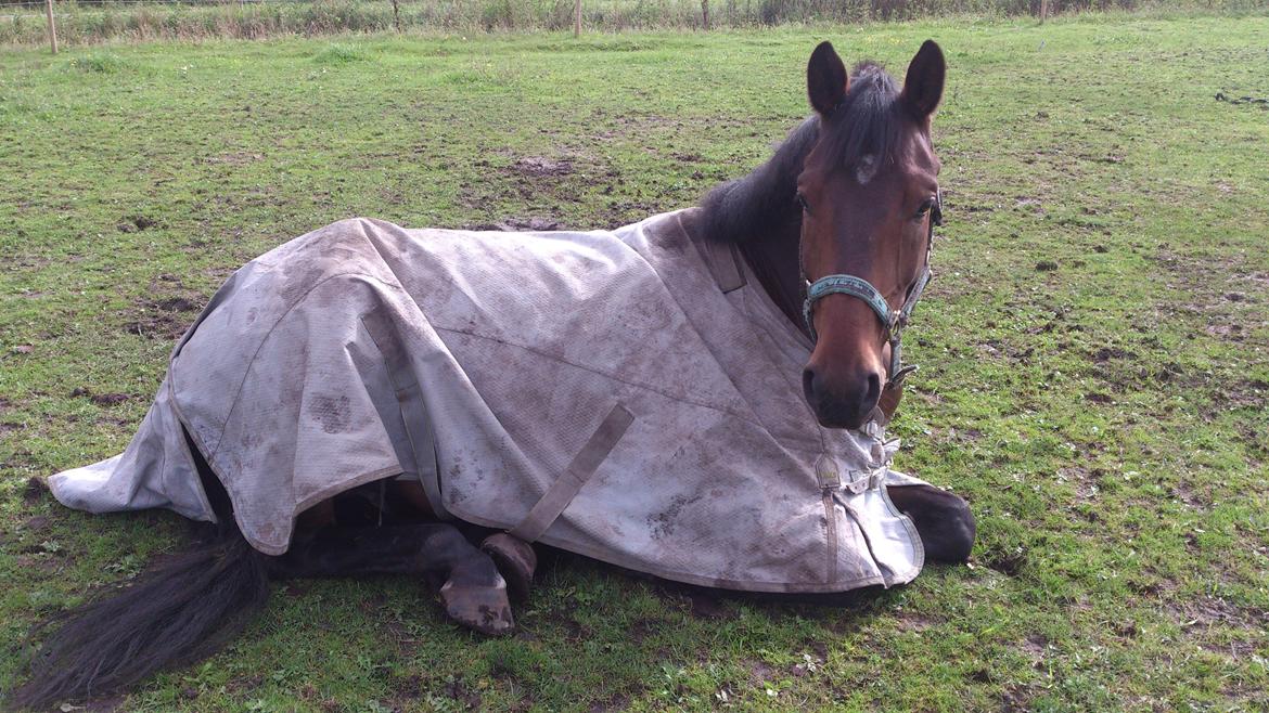 Dansk Varmblod Don Lucifer Di Maltractare billede 16