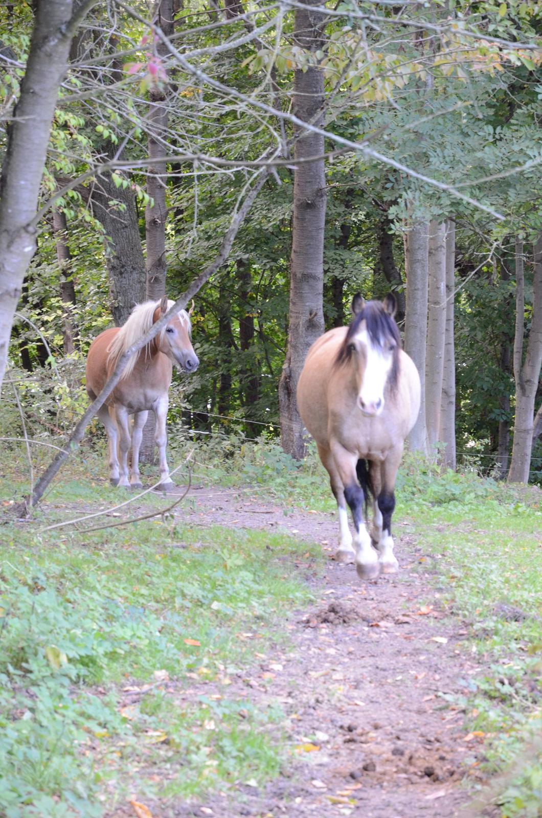 Tyroler Haflinger Alwina Stenbek billede 13