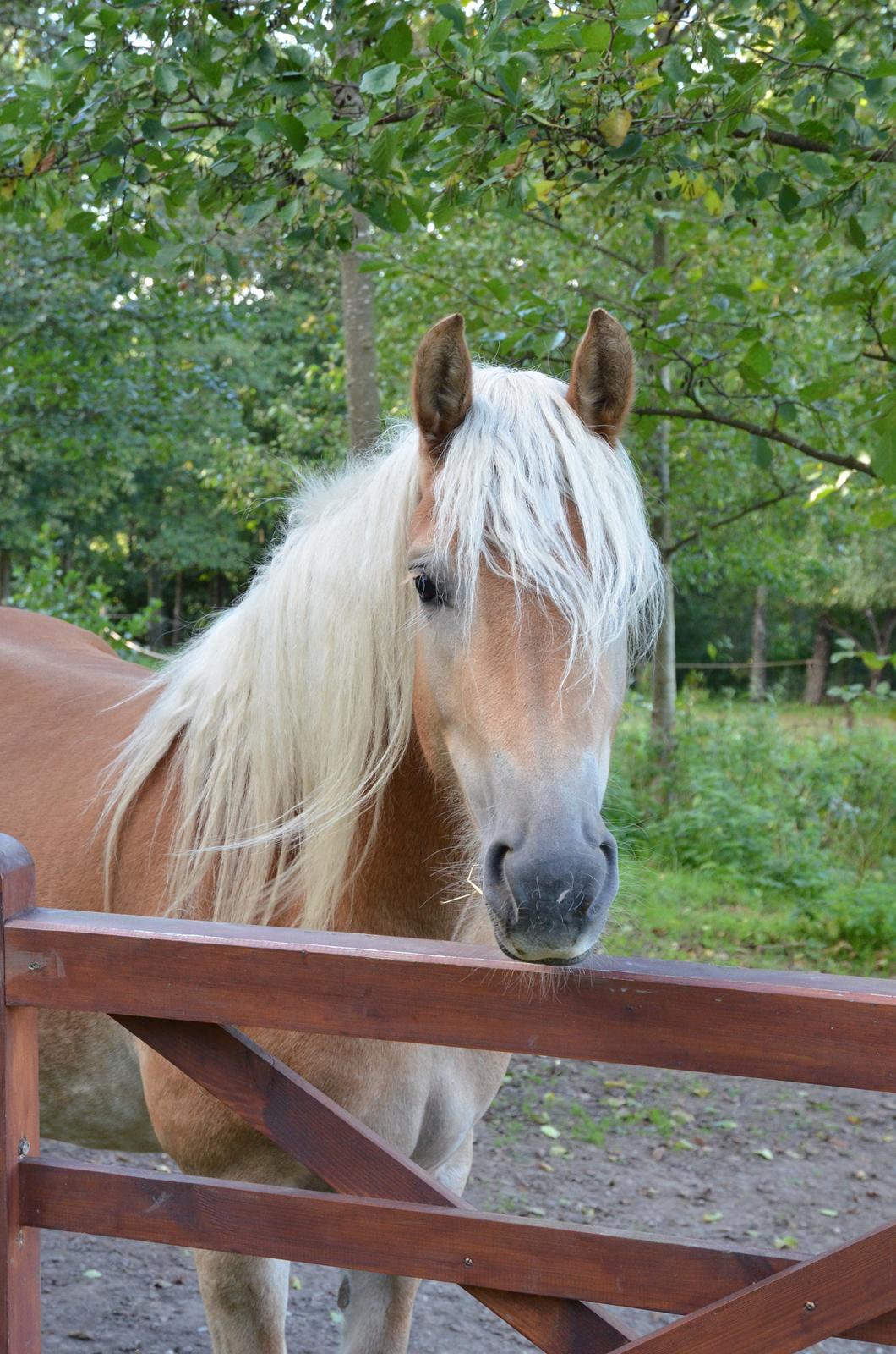 Tyroler Haflinger Alwina Stenbek billede 3