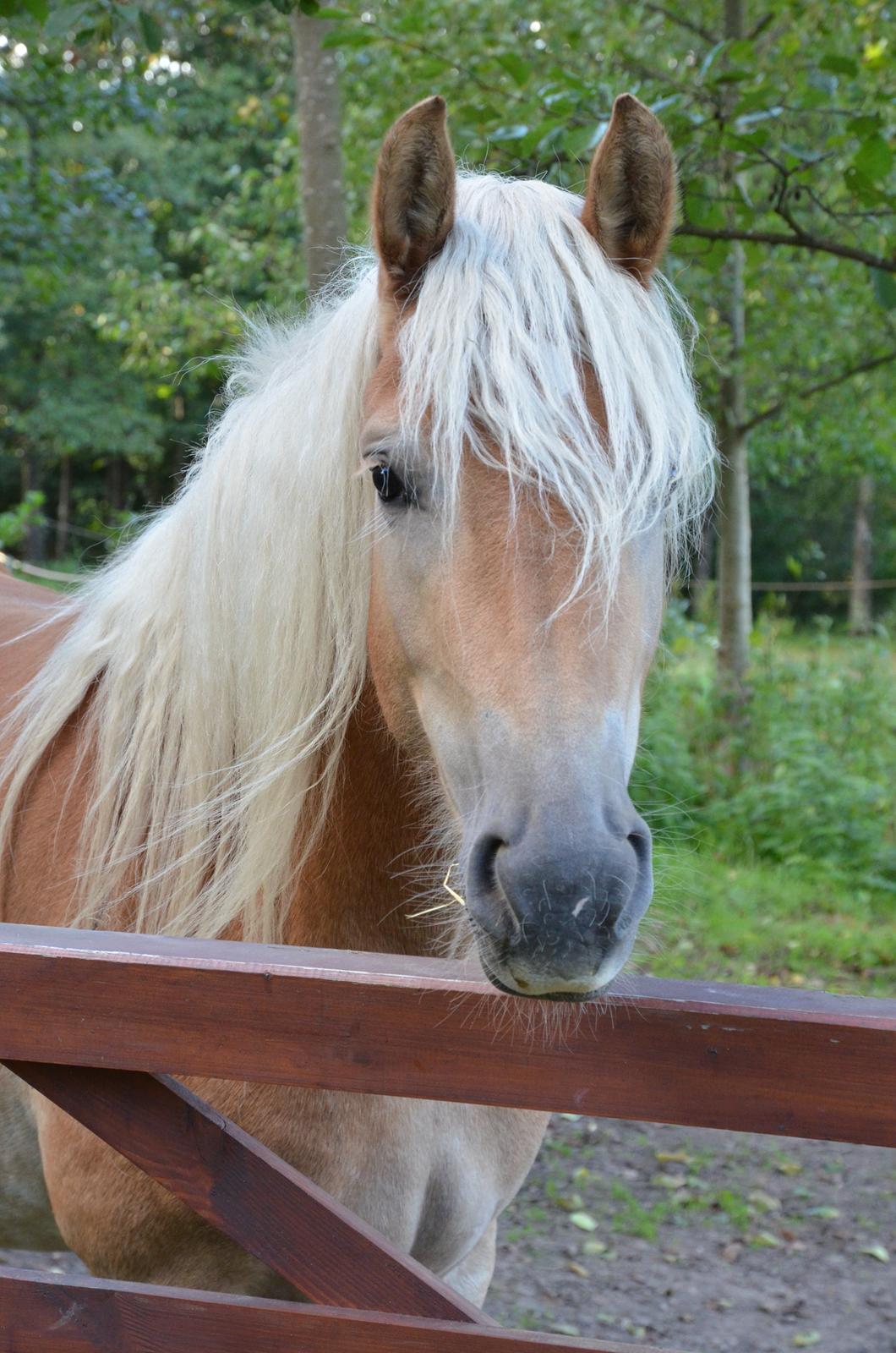 Tyroler Haflinger Alwina Stenbek billede 14