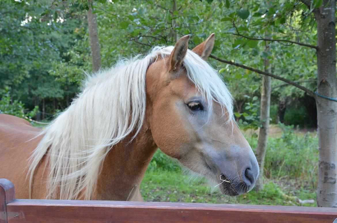 Tyroler Haflinger Alwina Stenbek billede 2