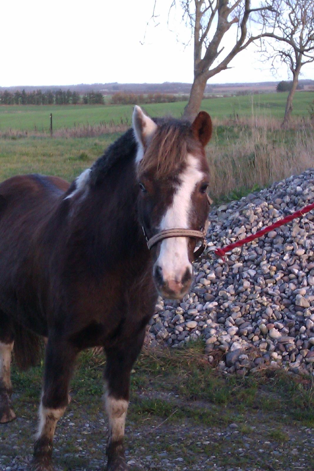 Anden særlig race strøgårdens mickey billede 1