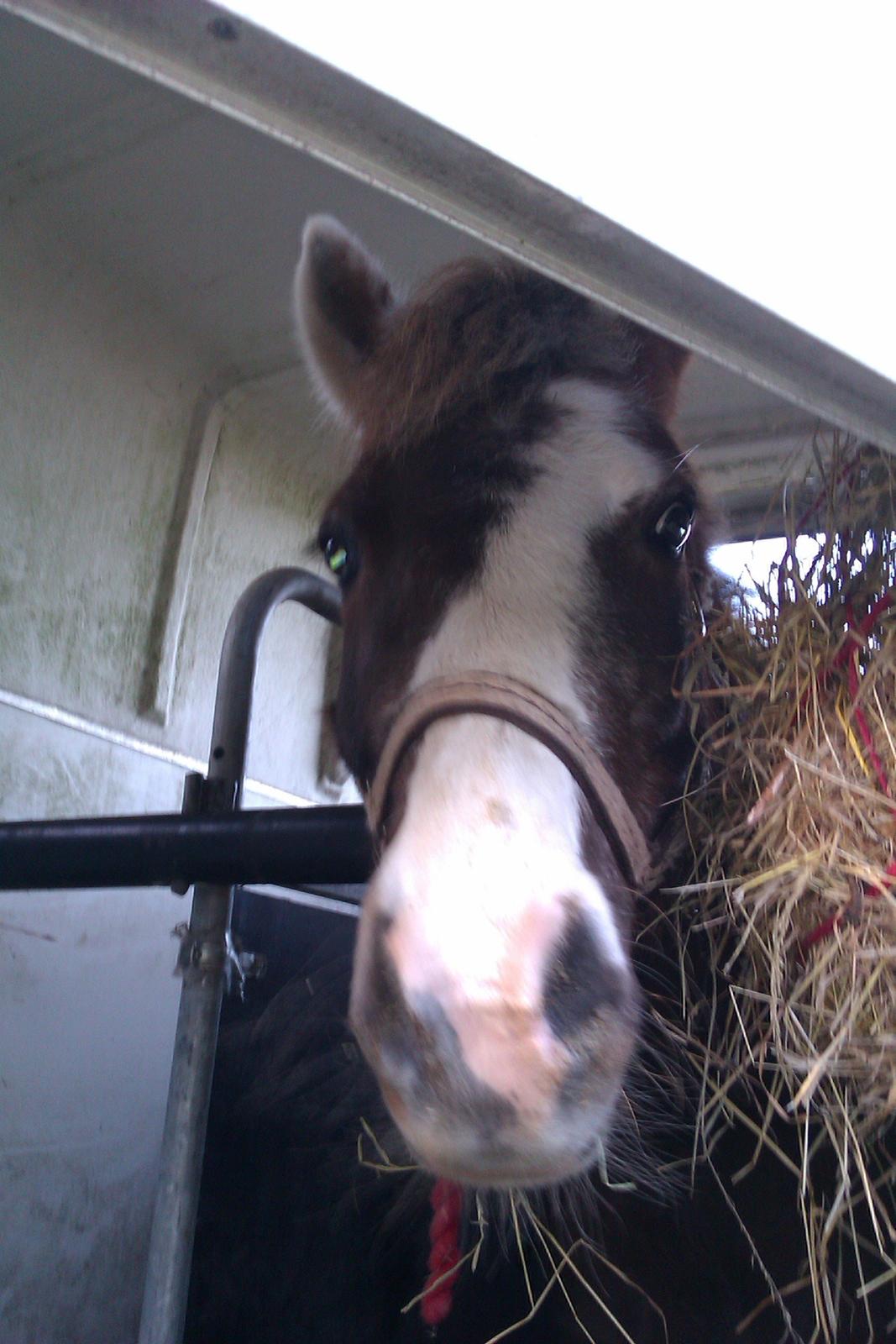 Anden særlig race strøgårdens mickey billede 2