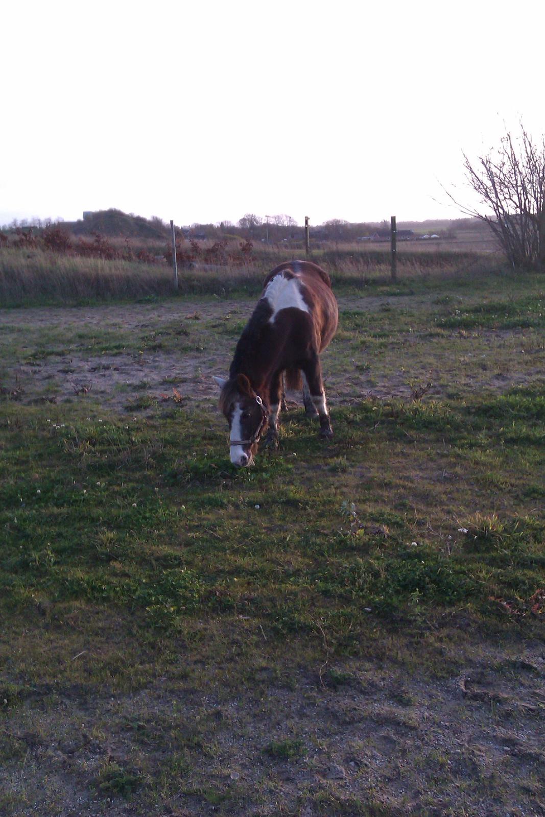 Anden særlig race strøgårdens mickey billede 5
