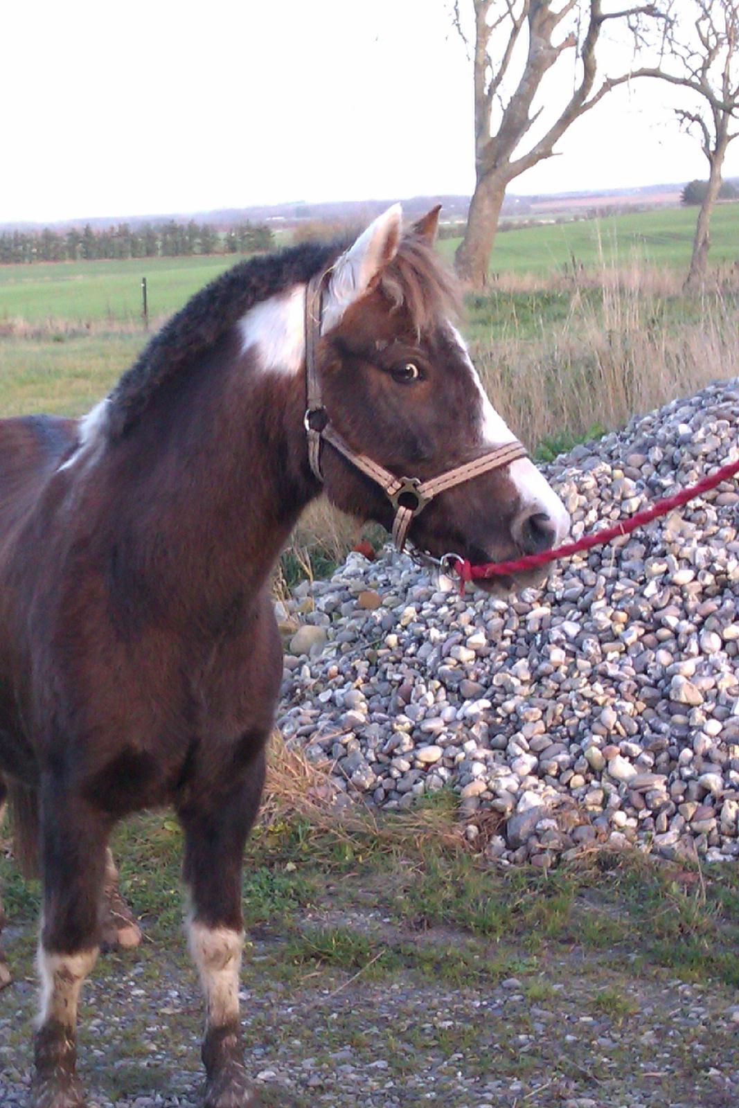 Anden særlig race strøgårdens mickey billede 6