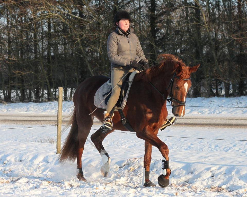 Dansk Varmblod Solhøjs Rubine <3 - 2012 billede 3