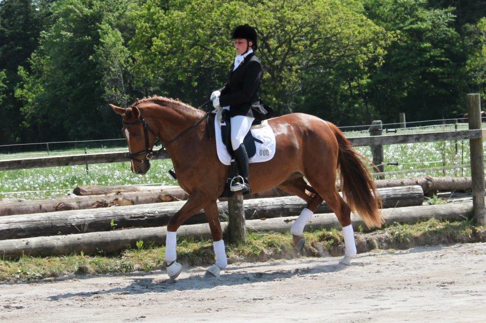 Dansk Varmblod Solhøjs Rubine <3 - Første stævne 2012 billede 2