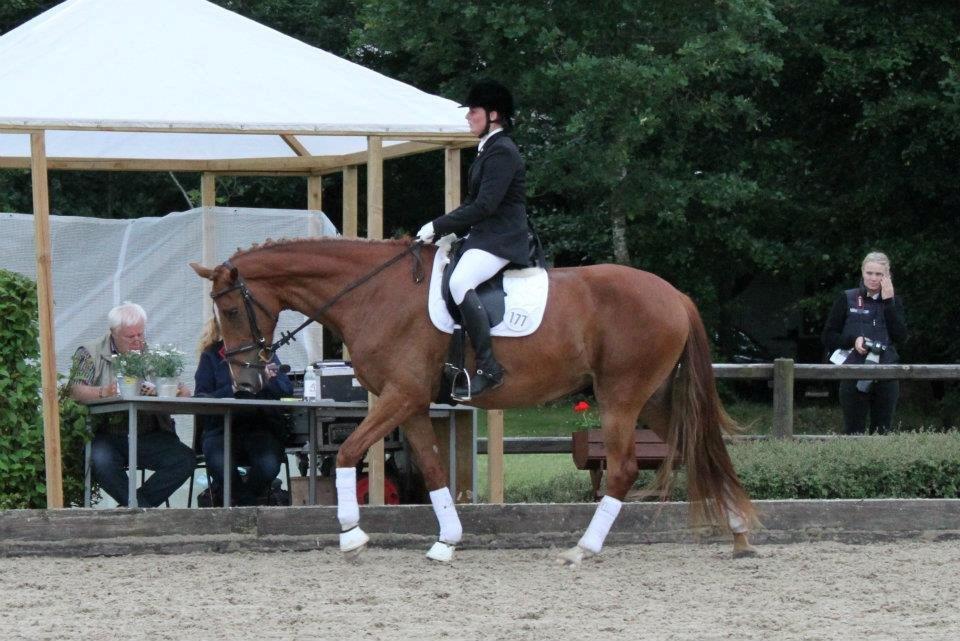 Dansk Varmblod Solhøjs Rubine <3 - 4 års championat Blue Hors 2012 billede 4