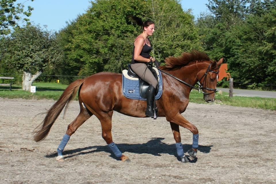 Dansk Varmblod Solhøjs Rubine <3 - Efterår 2013 billede 1