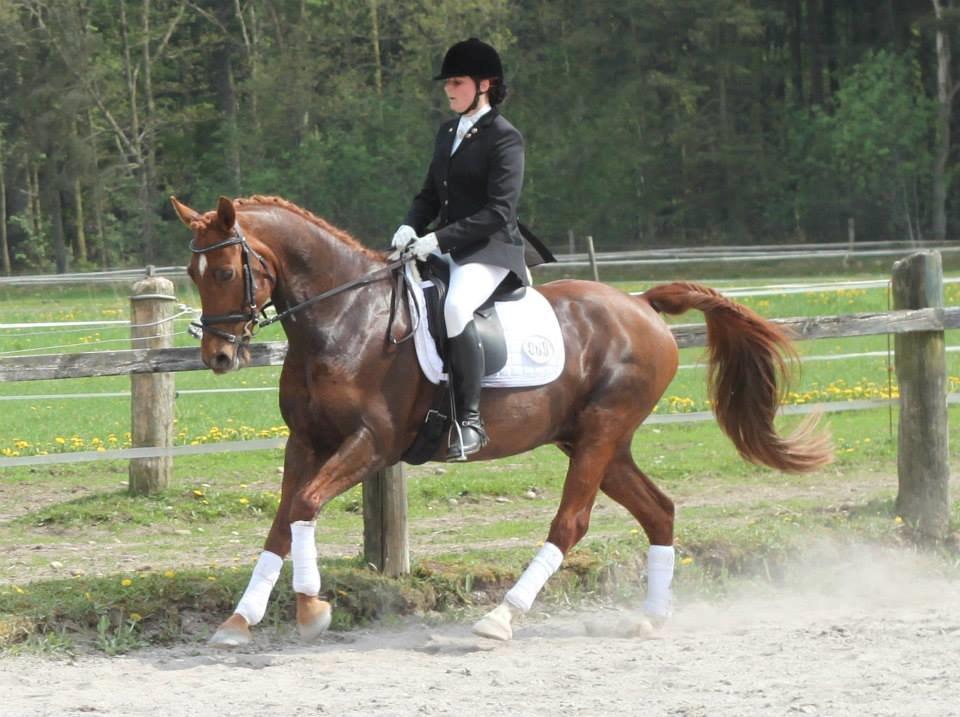 Anden særlig race Figaro <3 - Stævne 2013 billede 2