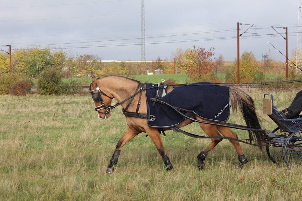 Anden særlig race Marinca R:I:P - Træning den 25/10-2013.
Hun er blevet lidt god ;-) billede 4