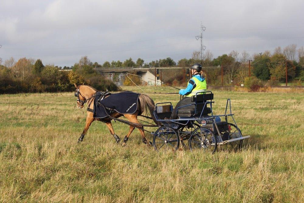 Anden særlig race Marinca R:I:P - Træning den 25/10-2013 billede 5