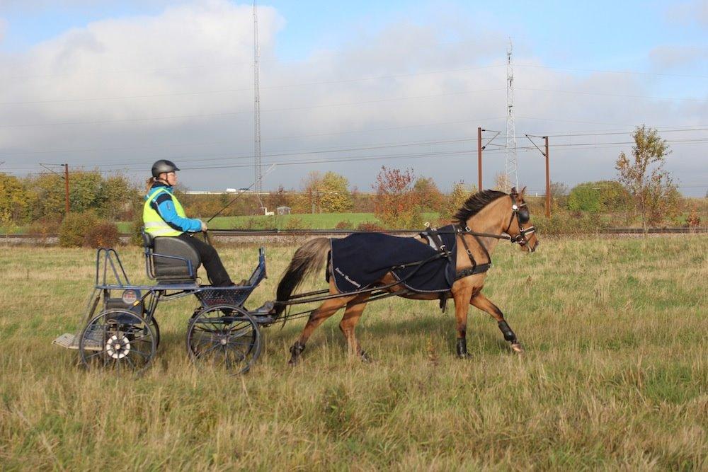 Anden særlig race Marinca R:I:P - Træning den 25/10-2013 billede 6