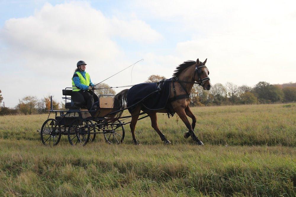 Anden særlig race Marinca R:I:P - Træning den 25/10-2013 billede 7