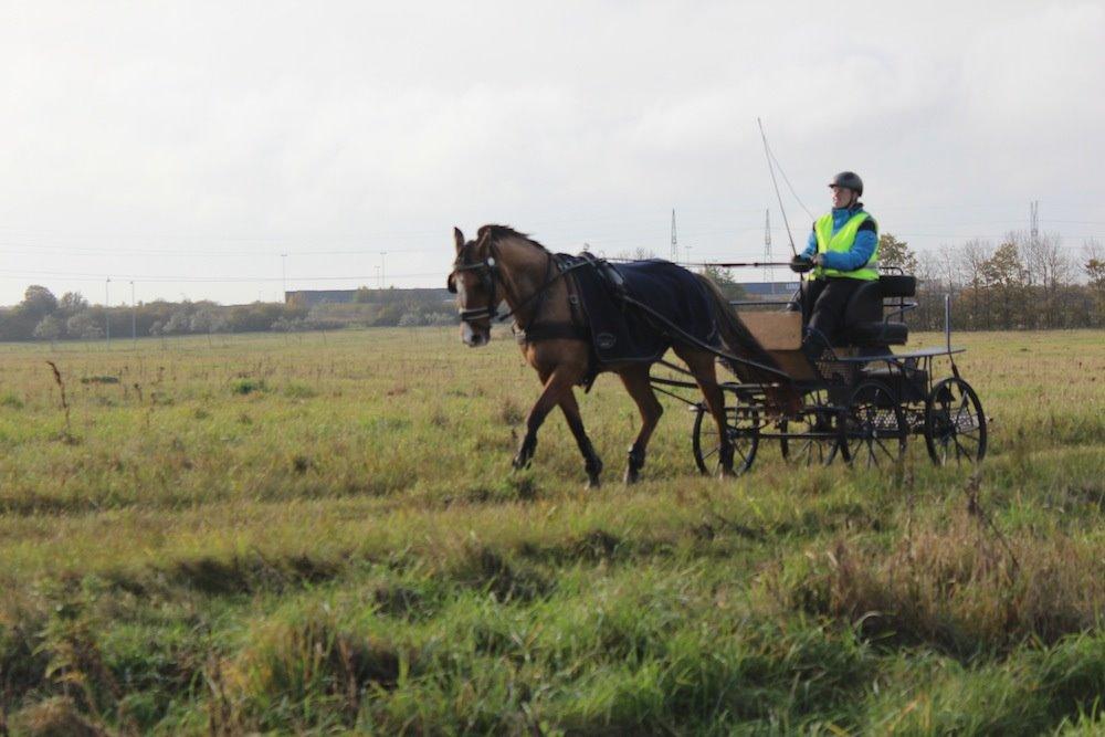 Anden særlig race Marinca R:I:P - Træning den 25/10-2013 billede 8