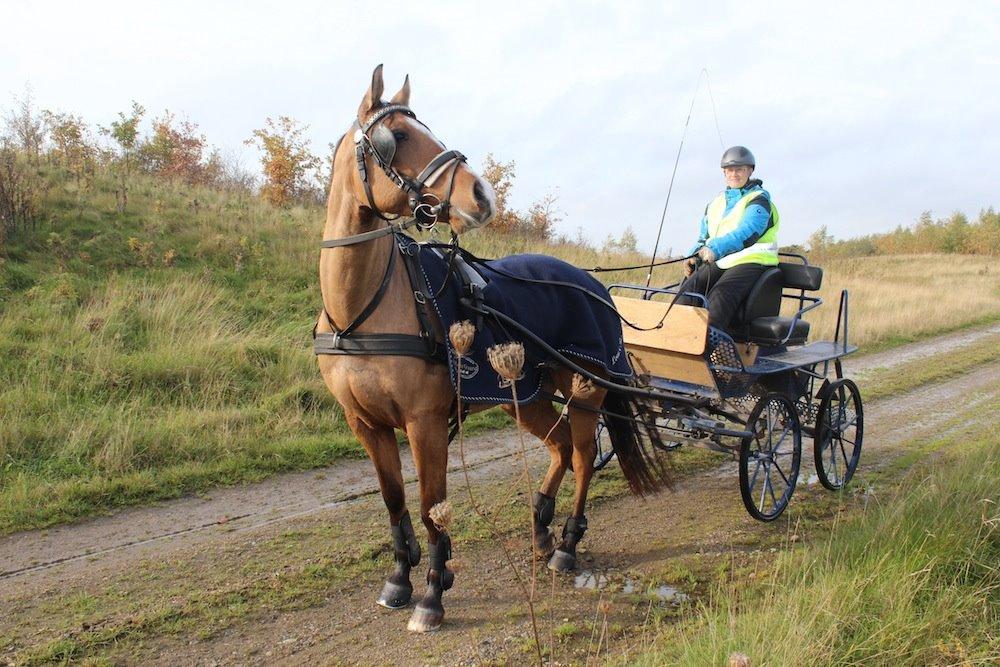 Anden særlig race Marinca R:I:P - Træning den 25/10-2013 billede 9