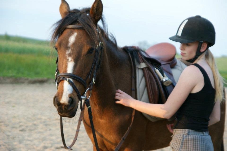 Pinto Araber Brown Sugar - Velkommen til Sukkermulens profil :) billede 1