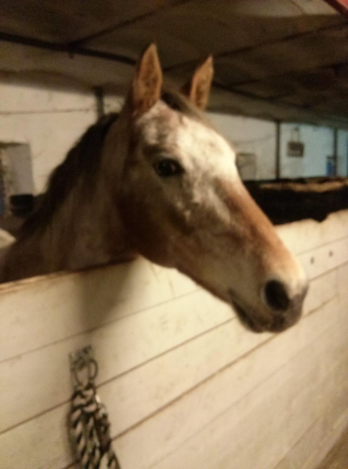 Anden særlig race Flying Snowflake aka. Fnuggi knabst./araber. billede 9