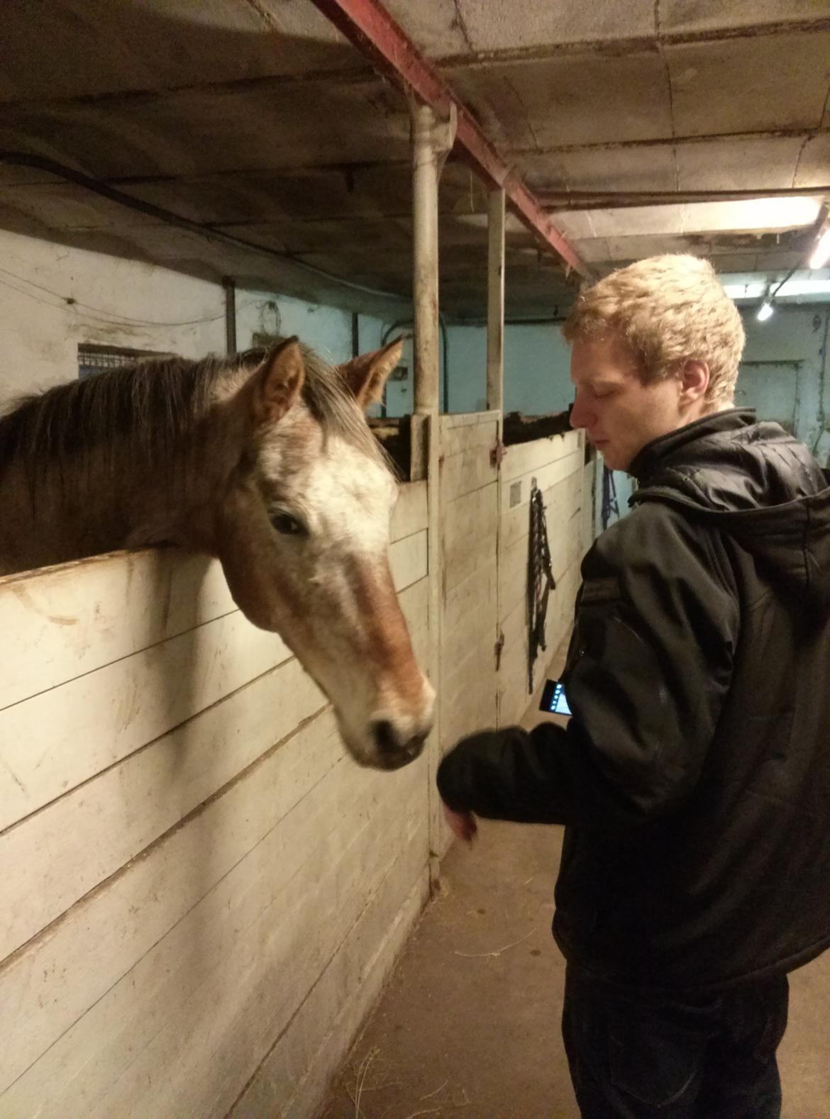 Anden særlig race Flying Snowflake aka. Fnuggi knabst./araber. billede 10