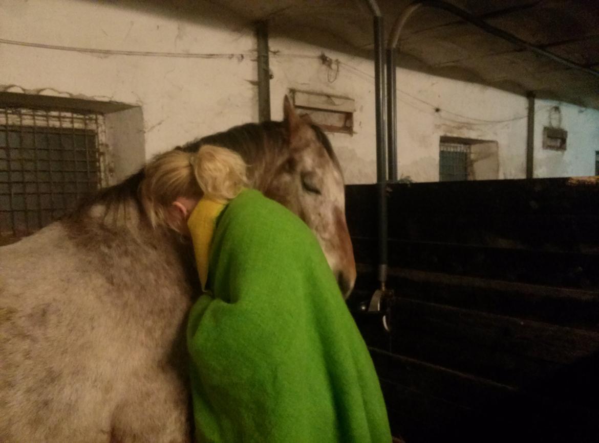 Anden særlig race Flying Snowflake aka. Fnuggi knabst./araber. billede 11