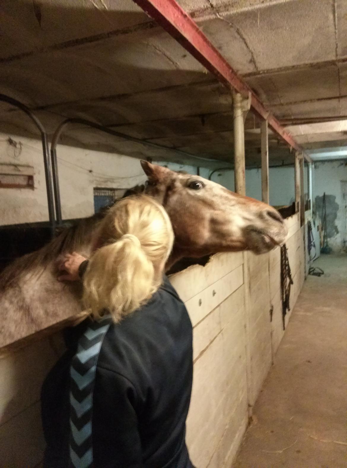 Anden særlig race Flying Snowflake aka. Fnuggi knabst./araber. billede 12