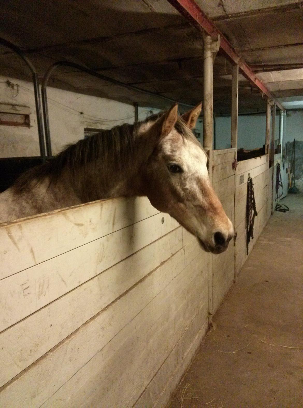 Anden særlig race Flying Snowflake aka. Fnuggi knabst./araber. billede 13