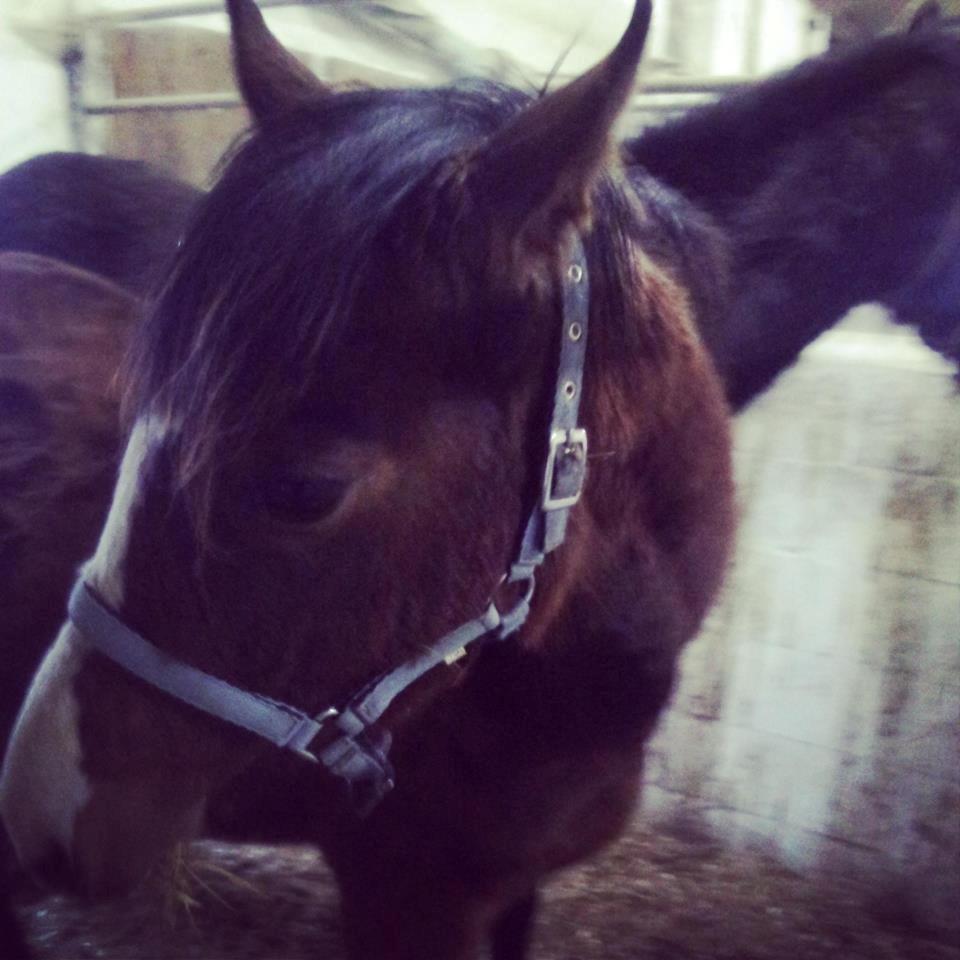 DSP Born to be charming - Billed fra da vi var oppe og se på hende billede 2