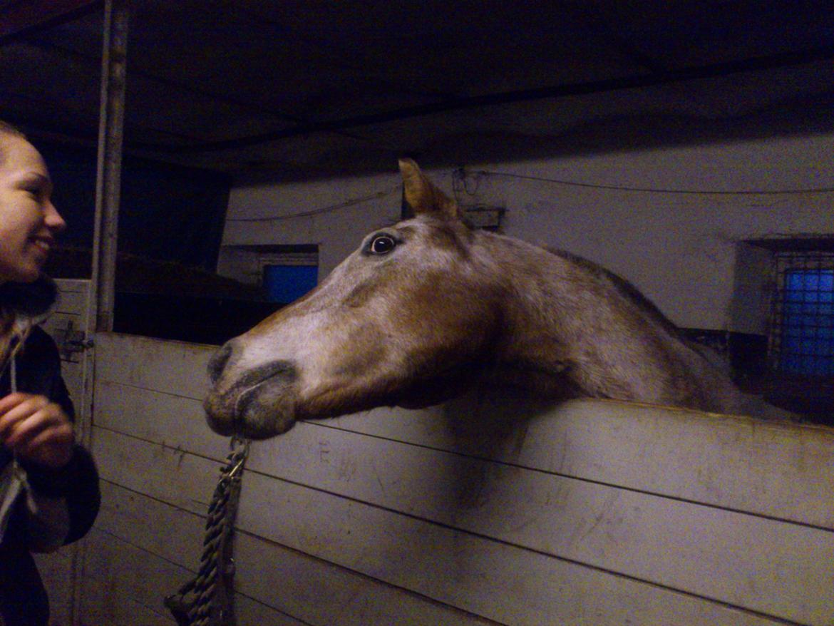 Anden særlig race Flying Snowflake aka. Fnuggi knabst./araber. billede 14