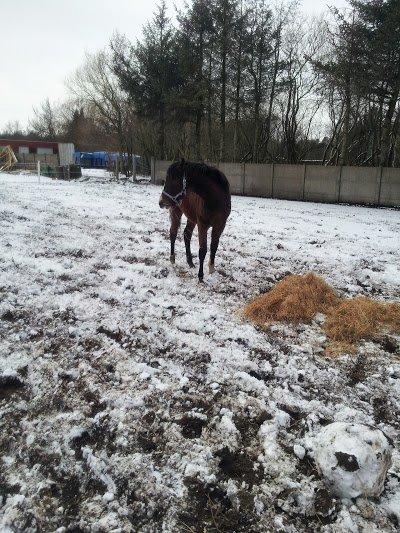 DSP Born to be charming billede 3