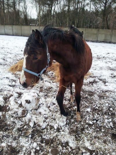 DSP Born to be charming billede 4