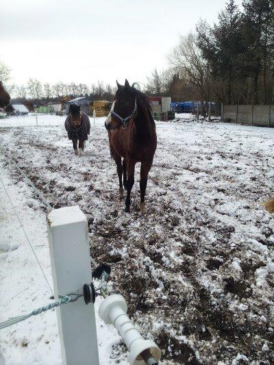 DSP Born to be charming billede 5