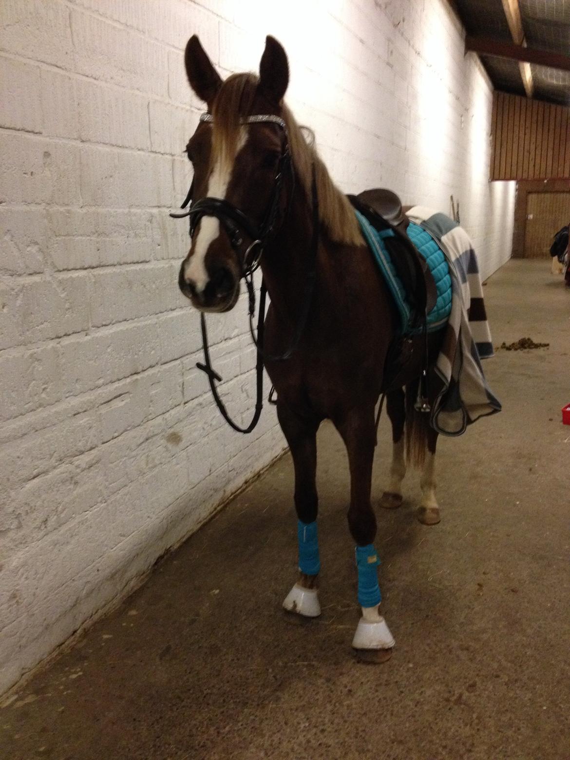 DSP Toftlund's Prinsesse-Chi billede 31