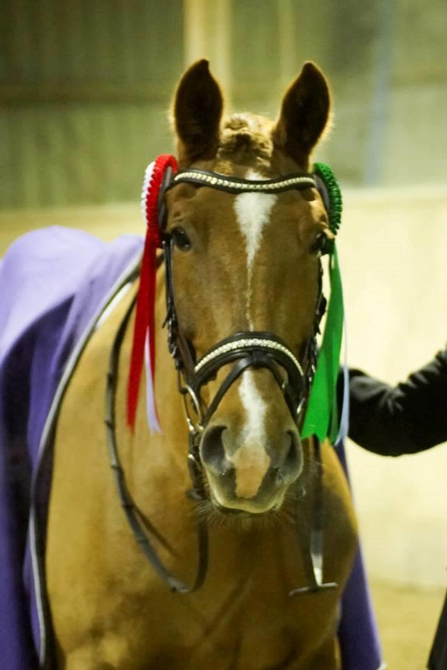 Anden særlig race Athene (SOLGT) - NYT: Vinderhesten Athene :) billede 9