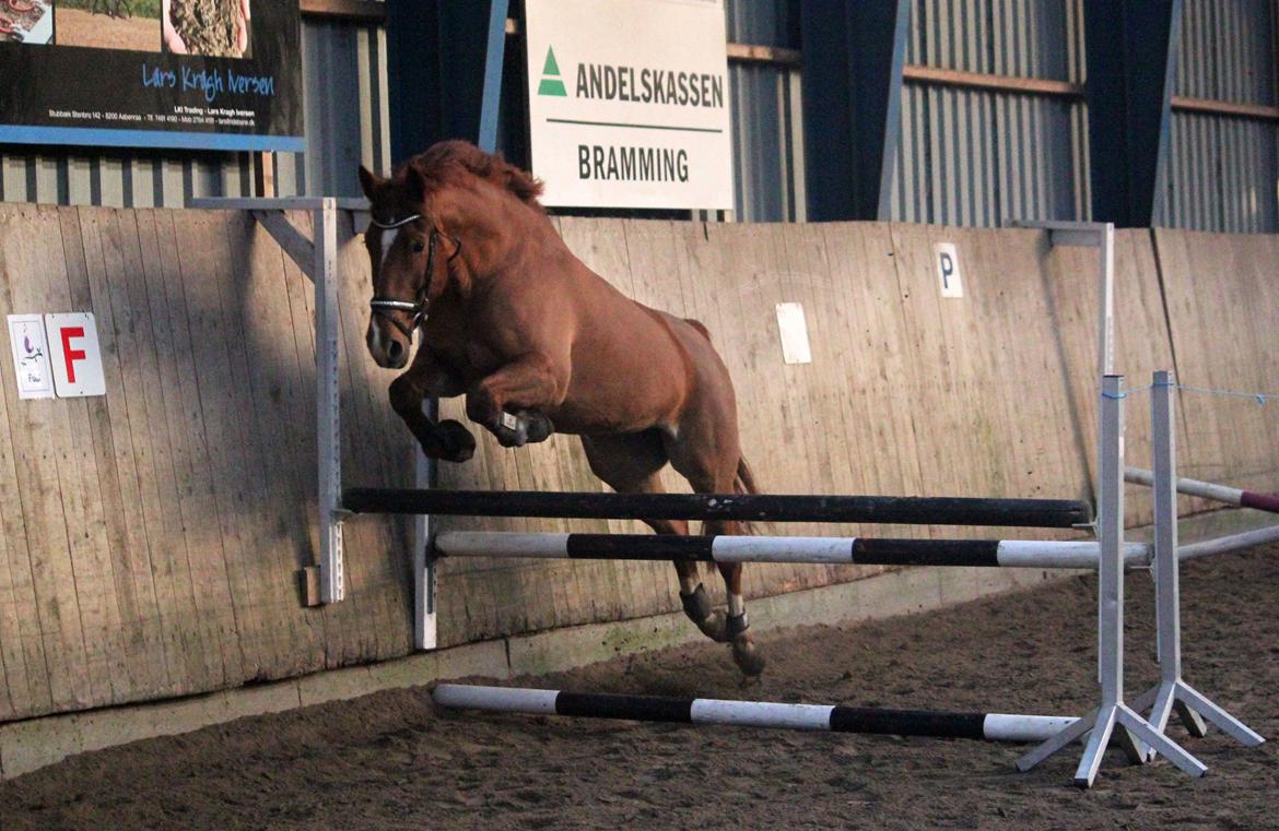 Anden særlig race Athene (SOLGT) - NYT: Athene løsspringer billede 5