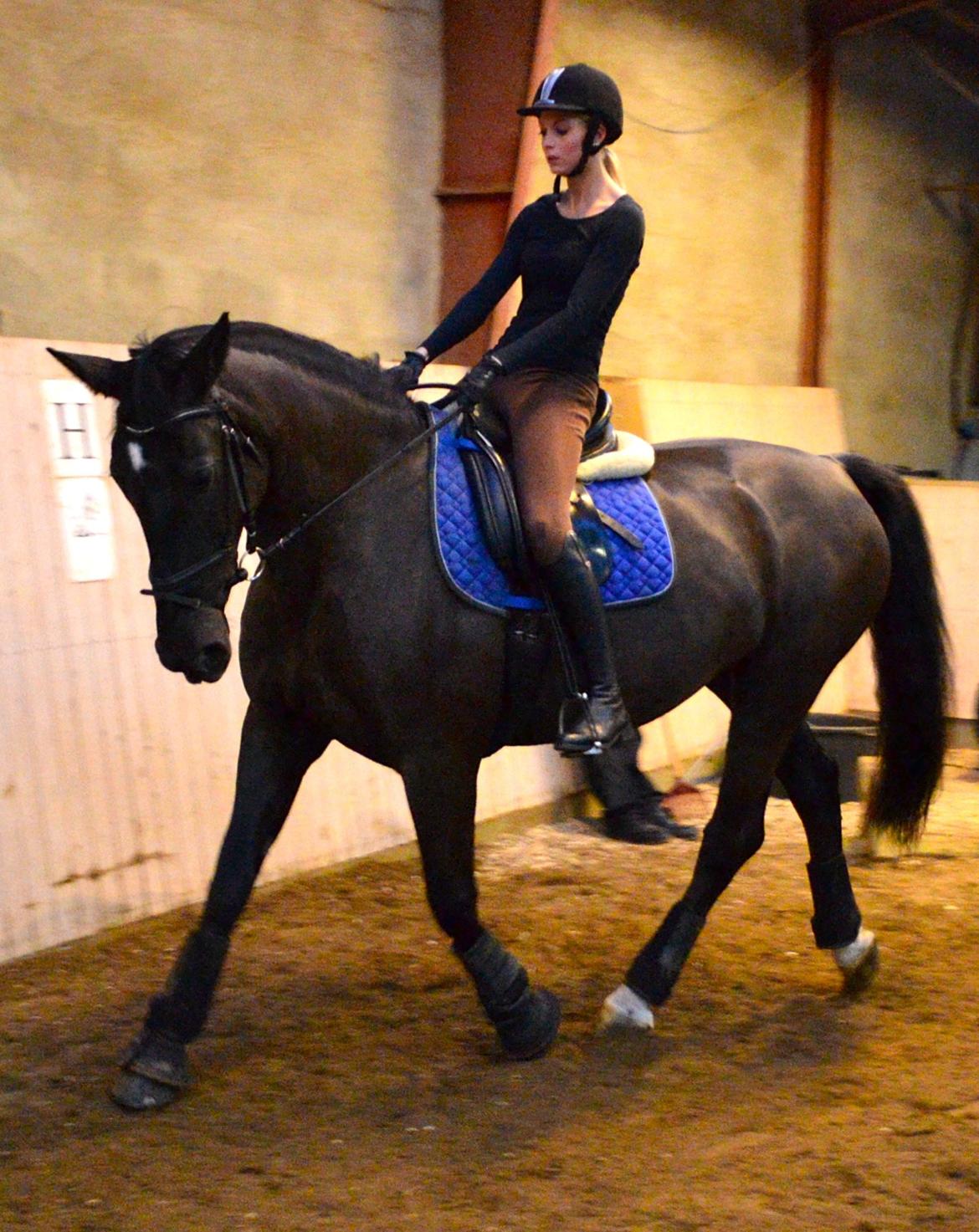 Oldenborg Siska billede 16