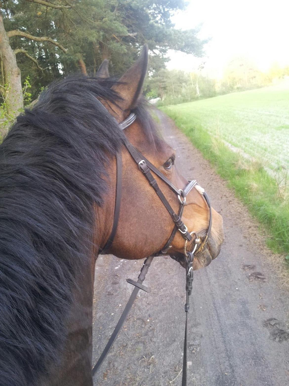 Hannoveraner Lennox 6 billede 8