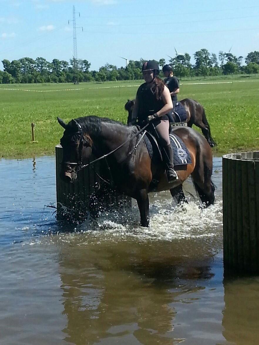 Hannoveraner Lennox 6 billede 9