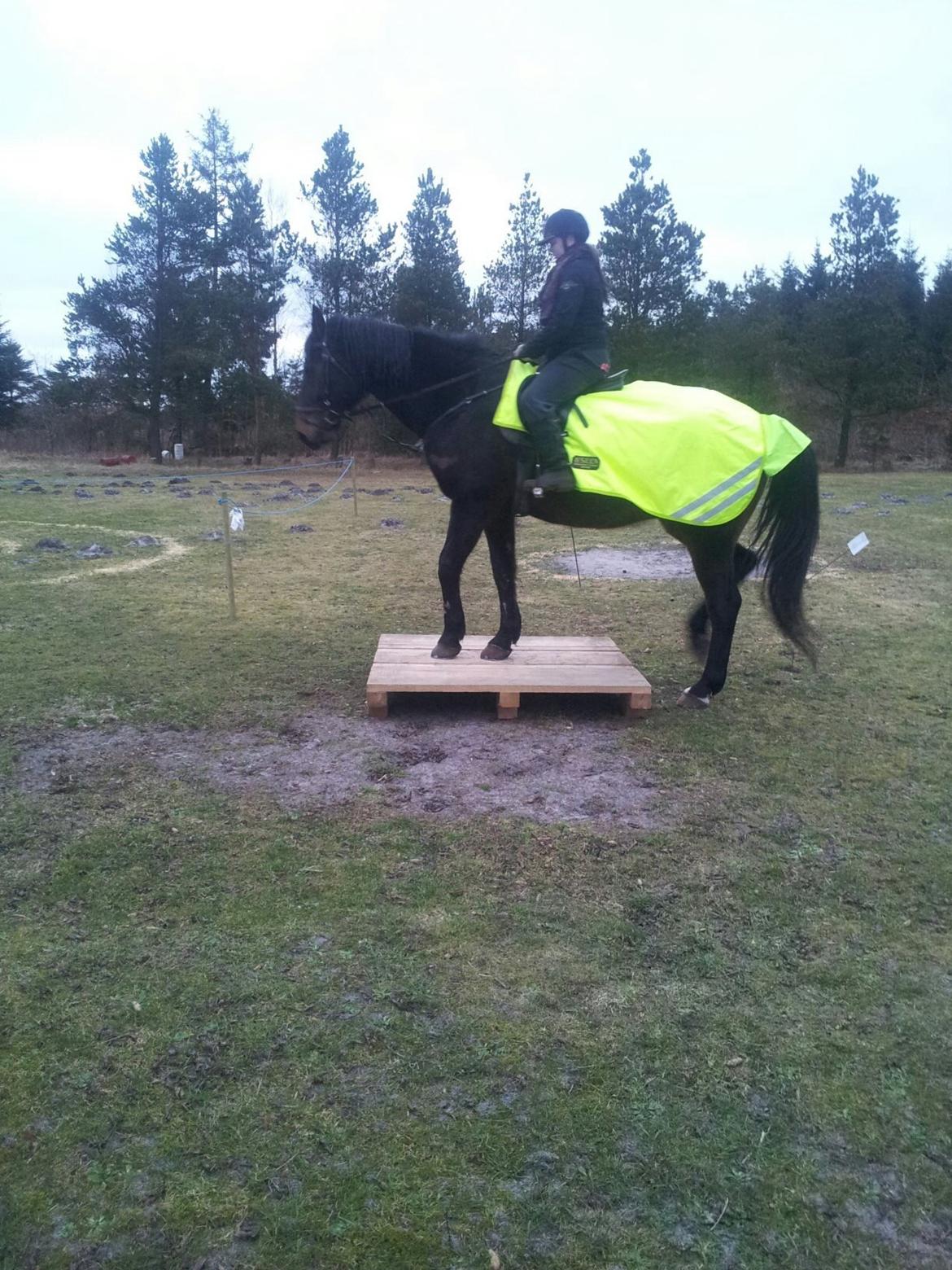 Hannoveraner Lennox 6 billede 10