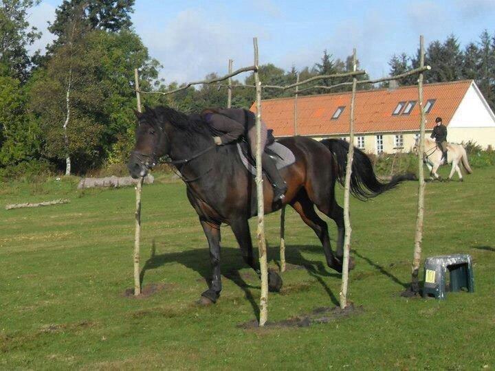 Hannoveraner Lennox 6 billede 12