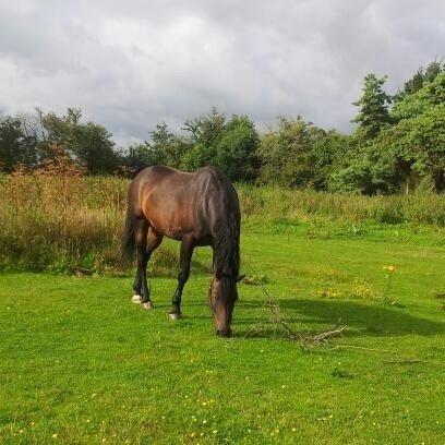 Hannoveraner Lennox 6 billede 13