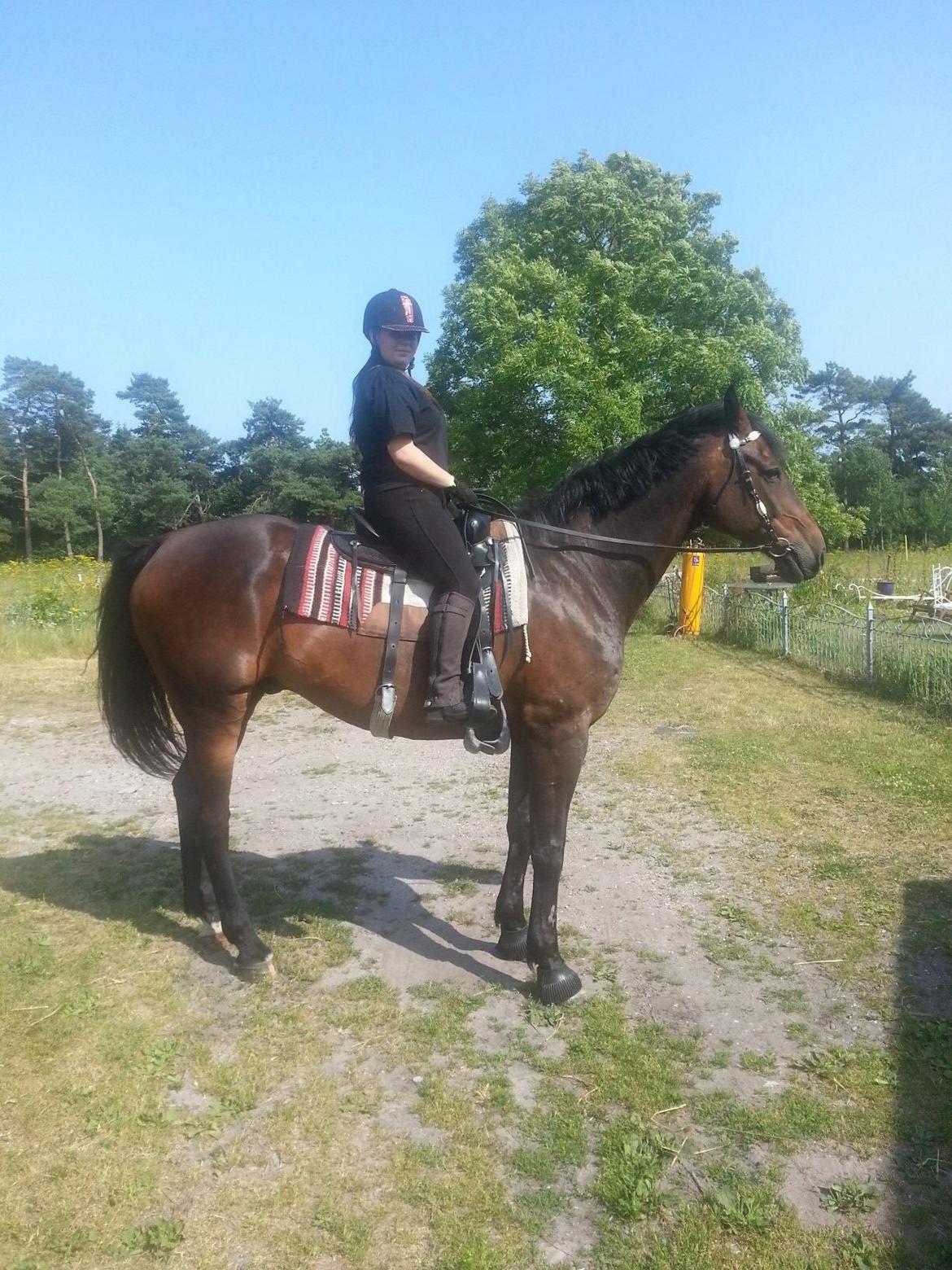 Hannoveraner Lennox 6 billede 16