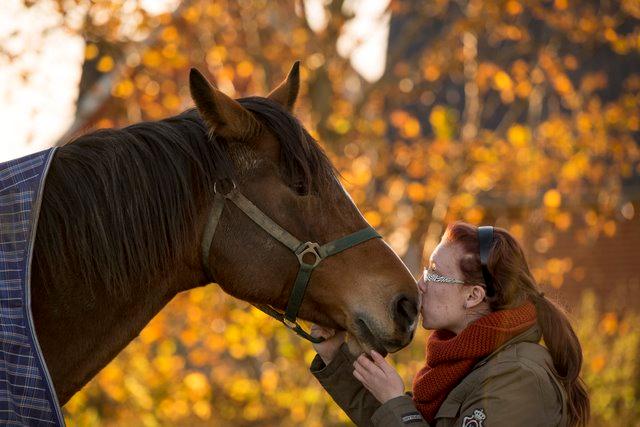 Dansk Varmblod Mew Town Himmelhest  billede 18