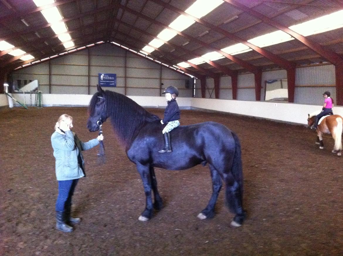 Frieser Zaffa AF Fugleholt (mors) billede 20