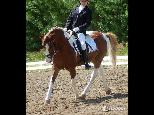 Pinto Tikana - dressur! billede 4