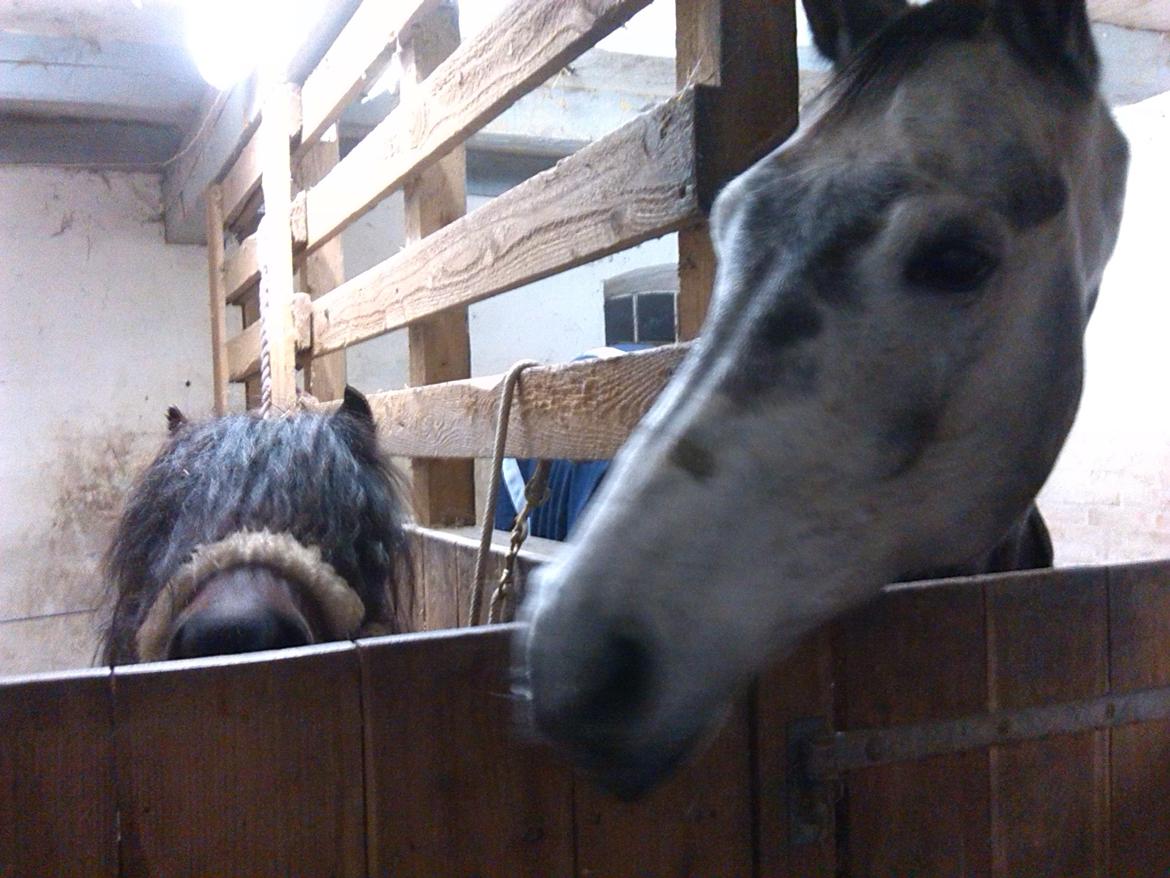 Anden særlig race soleo - her stå han i sin boks, ved siden af hans boks ven emma <3 billede 7