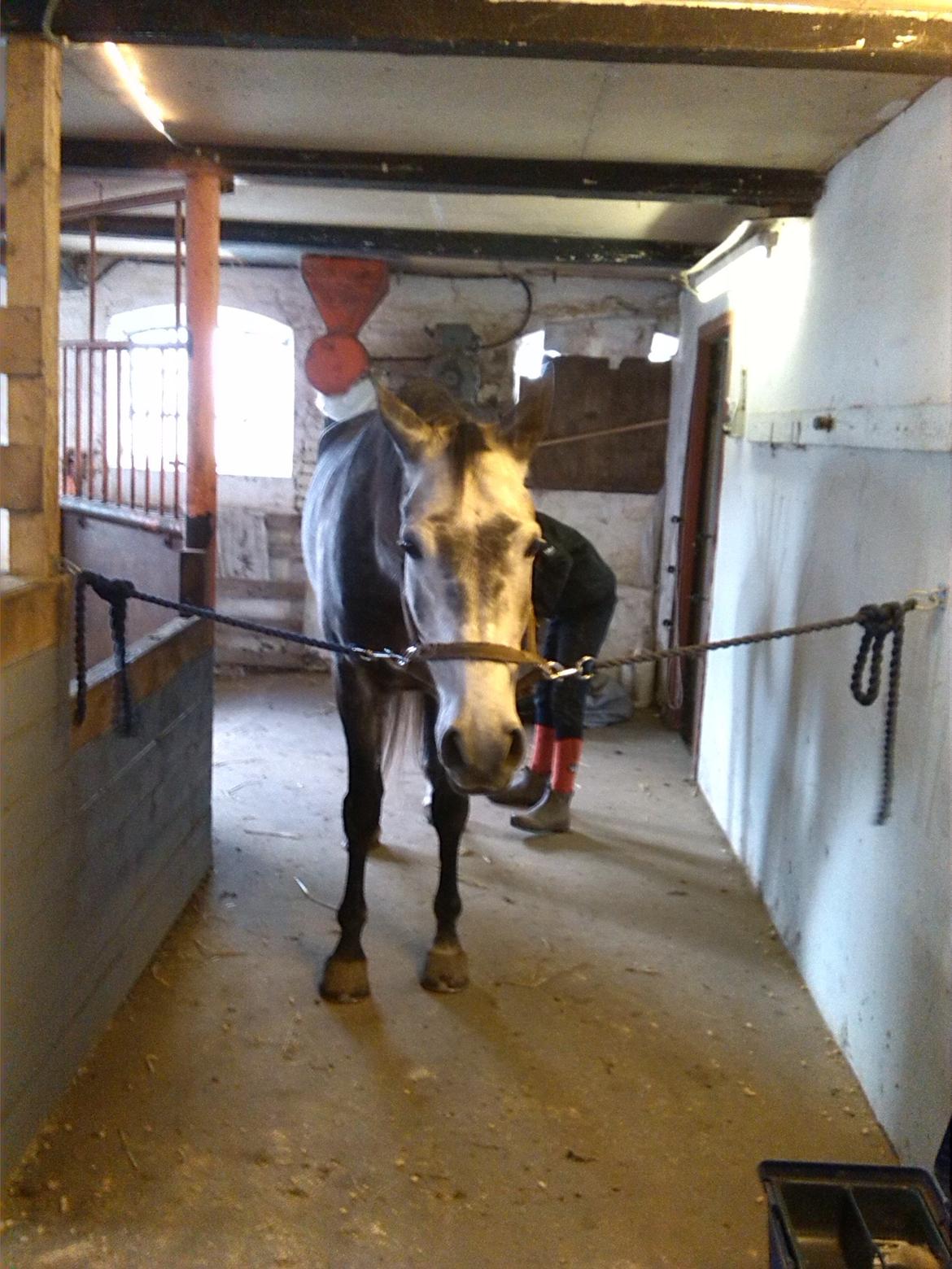 Anden særlig race soleo - her står jeg og strigler ham så han kan blive klar til rideturen idag <3 (19-11-13) billede 8