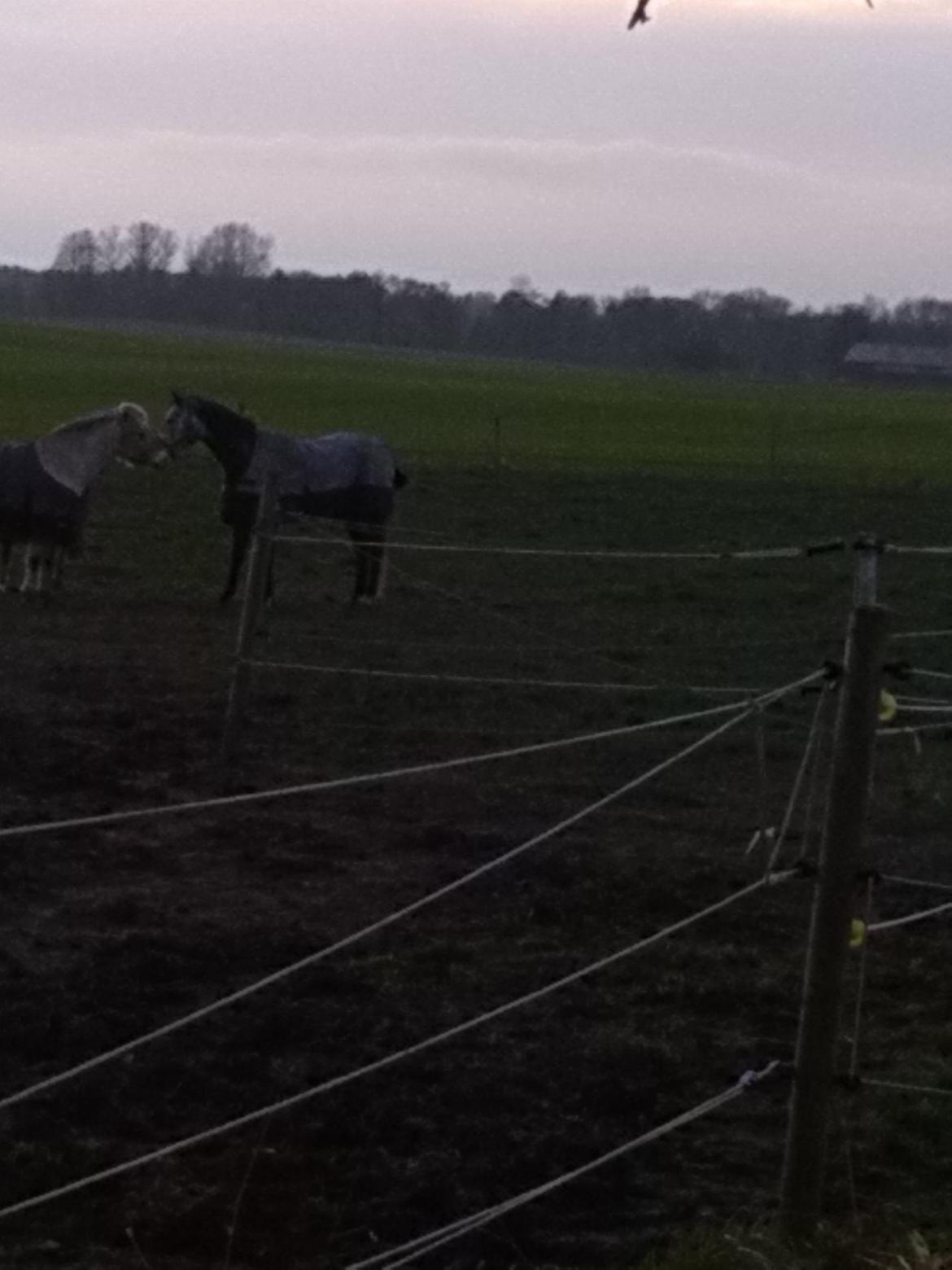 Anden særlig race soleo - her er han på folden <3 billede 9