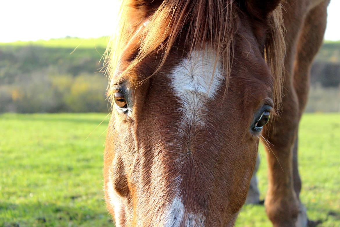 Anden særlig race Chivas [Har redet] - November 2013 billede 6